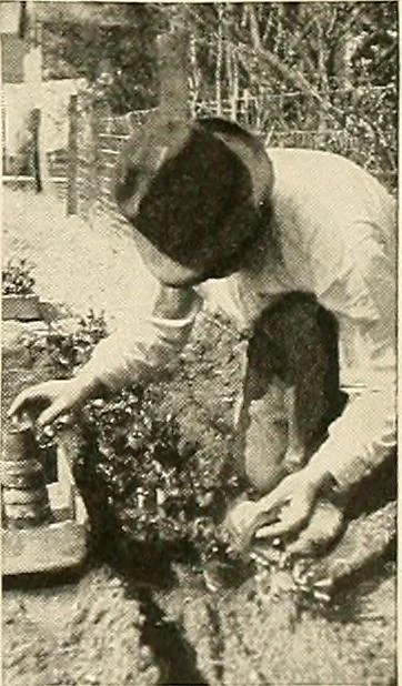 An illustration from House & garden's book of gardens; containing over four hundred illustrations of special flower types, plans and suggestions for landscape work, a complete gardener's calendar of the year's activities, planting and spraying tables, and a portfolio of beautiful gardens in varied sections of the United States and foreign countries, 1921, leaf 108
