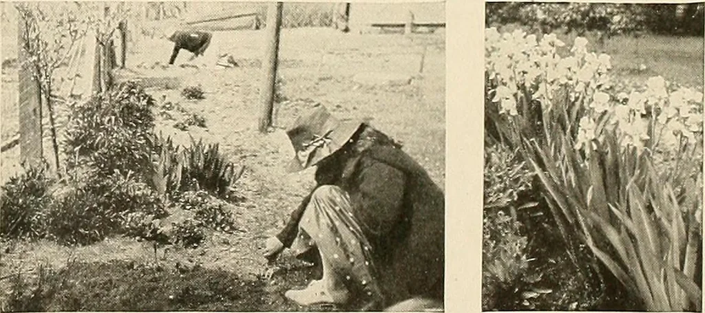 An illustration from House & garden's book of gardens; containing over four hundred illustrations of special flower types, plans and suggestions for landscape work, a complete gardener's calendar of the year's activities, planting and spraying tables, and a portfolio of beautiful gardens in varied sections of the United States and foreign countries, 1921, leaf 108