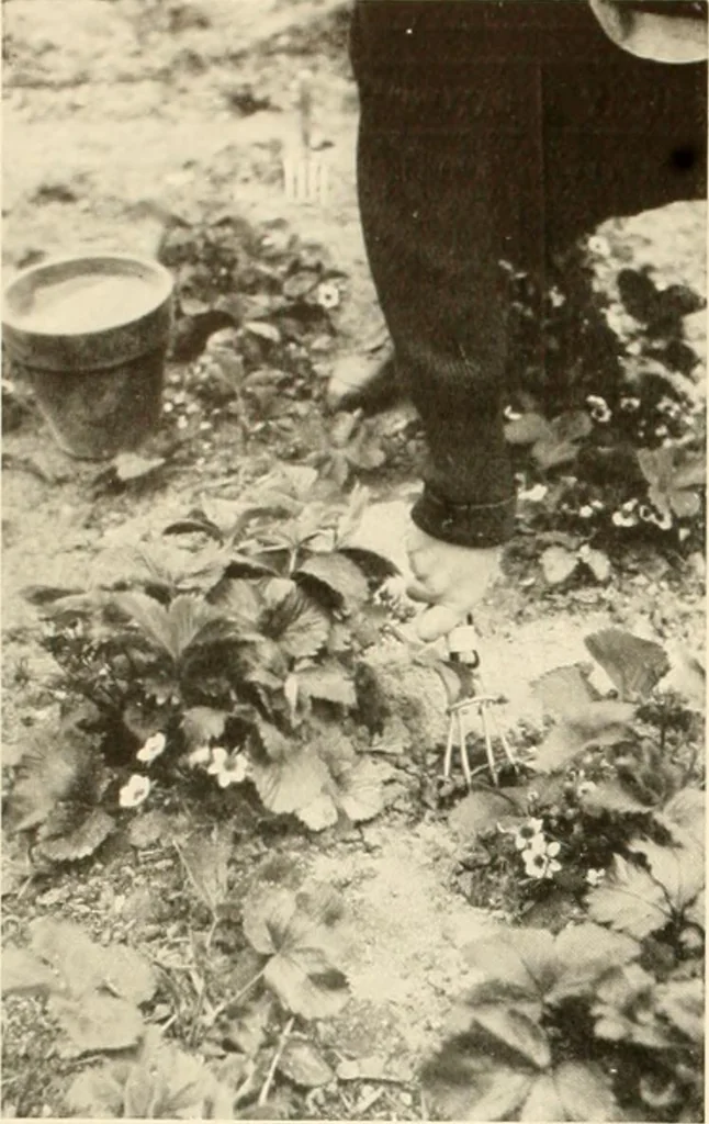 An illustration from House & garden's book of gardens; containing over four hundred illustrations of special flower types, plans and suggestions for landscape work, a complete gardener's calendar of the year's activities, planting and spraying tables, and a portfolio of beautiful gardens in varied sections of the United States and foreign countries, 1921, leaf 109