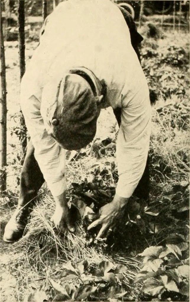 An illustration from House & garden's book of gardens; containing over four hundred illustrations of special flower types, plans and suggestions for landscape work, a complete gardener's calendar of the year's activities, planting and spraying tables, and a portfolio of beautiful gardens in varied sections of the United States and foreign countries, 1921, leaf 109