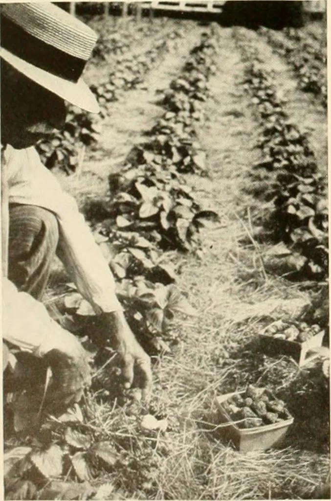 An illustration from House & garden's book of gardens; containing over four hundred illustrations of special flower types, plans and suggestions for landscape work, a complete gardener's calendar of the year's activities, planting and spraying tables, and a portfolio of beautiful gardens in varied sections of the United States and foreign countries, 1921, leaf 109