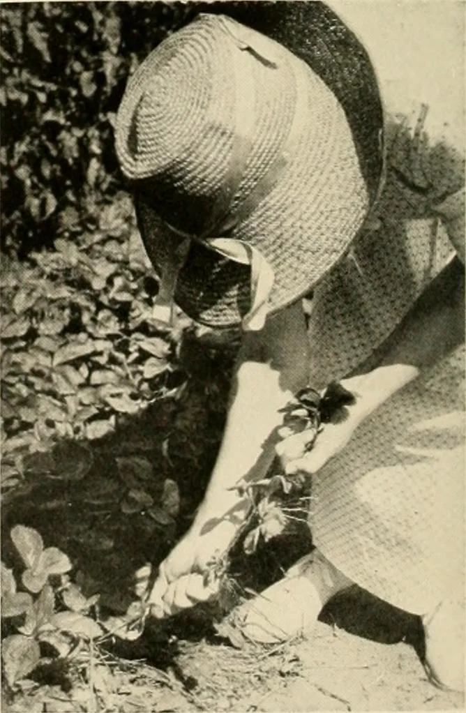 An illustration from House & garden's book of gardens; containing over four hundred illustrations of special flower types, plans and suggestions for landscape work, a complete gardener's calendar of the year's activities, planting and spraying tables, and a portfolio of beautiful gardens in varied sections of the United States and foreign countries, 1921, leaf 109