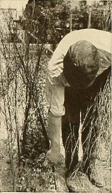 An illustration from House & garden's book of gardens; containing over four hundred illustrations of special flower types, plans and suggestions for landscape work, a complete gardener's calendar of the year's activities, planting and spraying tables, and a portfolio of beautiful gardens in varied sections of the United States and foreign countries, 1921, leaf 110