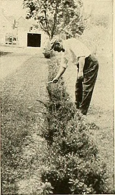 An illustration from House & garden's book of gardens; containing over four hundred illustrations of special flower types, plans and suggestions for landscape work, a complete gardener's calendar of the year's activities, planting and spraying tables, and a portfolio of beautiful gardens in varied sections of the United States and foreign countries, 1921, leaf 110