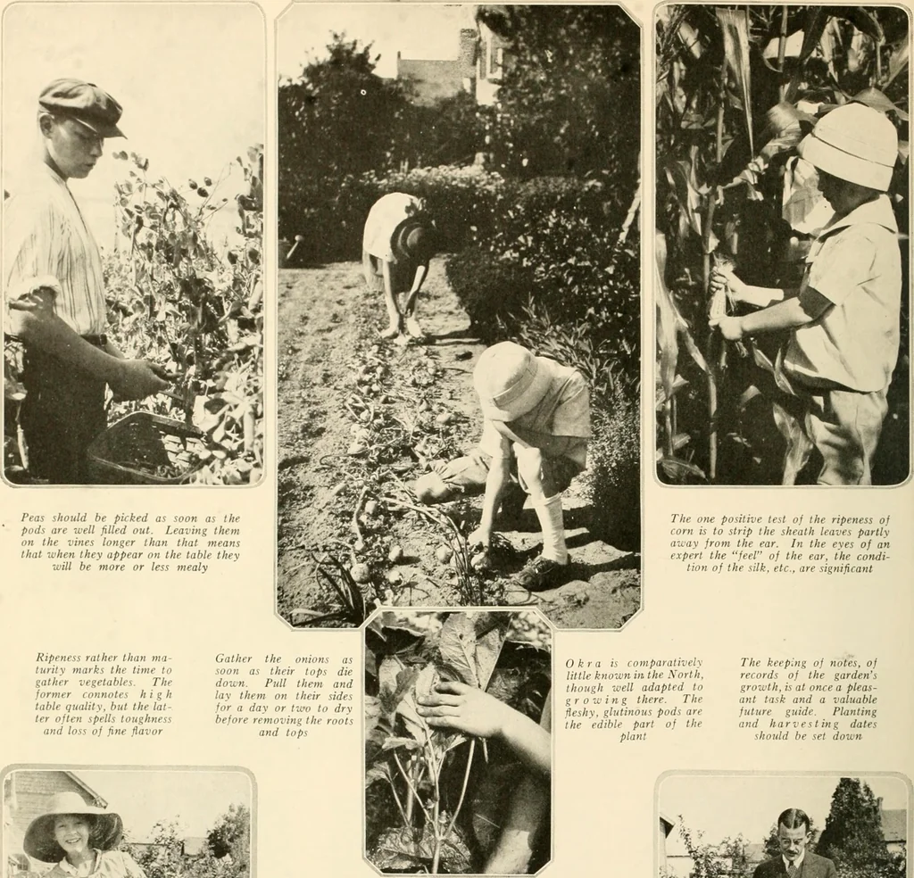 An illustration from House & garden's book of gardens; containing over four hundred illustrations of special flower types, plans and suggestions for landscape work, a complete gardener's calendar of the year's activities, planting and spraying tables, and a portfolio of beautiful gardens in varied sections of the United States and foreign countries, 1921, leaf 111