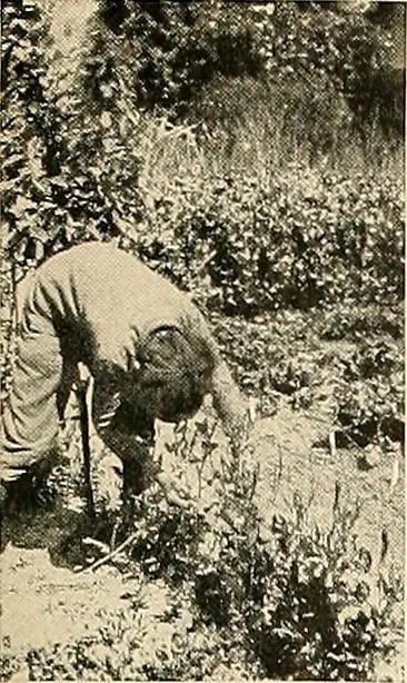 An illustration from House & garden's book of gardens; containing over four hundred illustrations of special flower types, plans and suggestions for landscape work, a complete gardener's calendar of the year's activities, planting and spraying tables, and a portfolio of beautiful gardens in varied sections of the United States and foreign countries, 1921, leaf 112