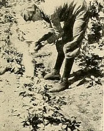 An illustration from House & garden's book of gardens; containing over four hundred illustrations of special flower types, plans and suggestions for landscape work, a complete gardener's calendar of the year's activities, planting and spraying tables, and a portfolio of beautiful gardens in varied sections of the United States and foreign countries, 1921, leaf 112