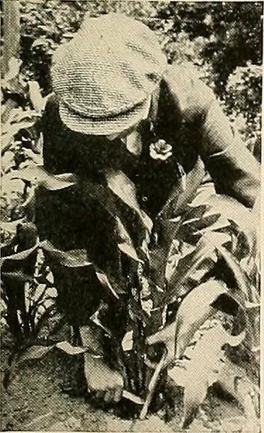 An illustration from House & garden's book of gardens; containing over four hundred illustrations of special flower types, plans and suggestions for landscape work, a complete gardener's calendar of the year's activities, planting and spraying tables, and a portfolio of beautiful gardens in varied sections of the United States and foreign countries, 1921, leaf 112