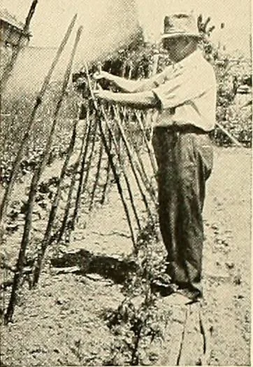 An illustration from House & garden's book of gardens; containing over four hundred illustrations of special flower types, plans and suggestions for landscape work, a complete gardener's calendar of the year's activities, planting and spraying tables, and a portfolio of beautiful gardens in varied sections of the United States and foreign countries, 1921, leaf 112