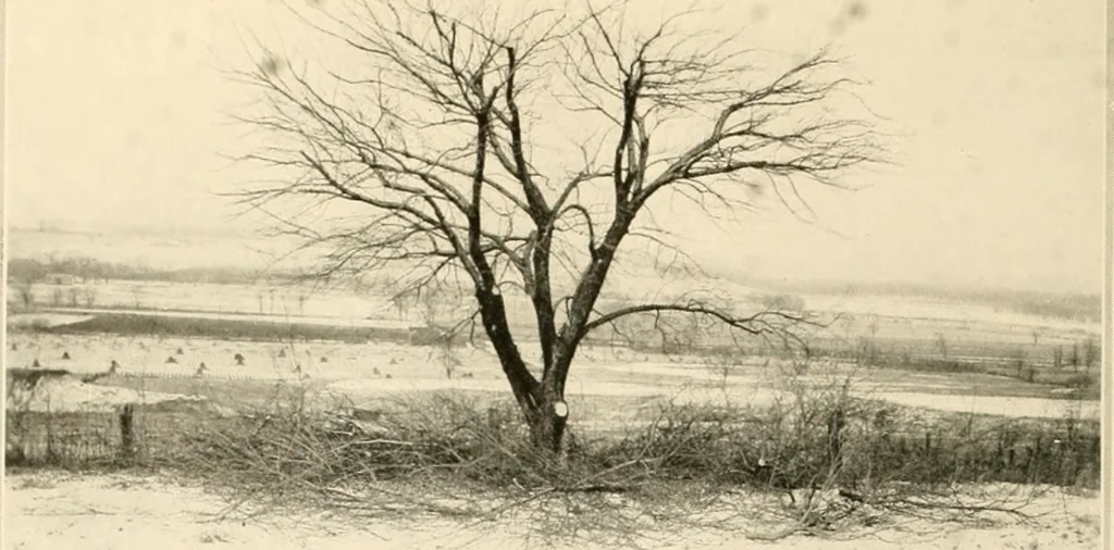 An illustration from House & garden's book of gardens; containing over four hundred illustrations of special flower types, plans and suggestions for landscape work, a complete gardener's calendar of the year's activities, planting and spraying tables, and a portfolio of beautiful gardens in varied sections of the United States and foreign countries, 1921, leaf 113