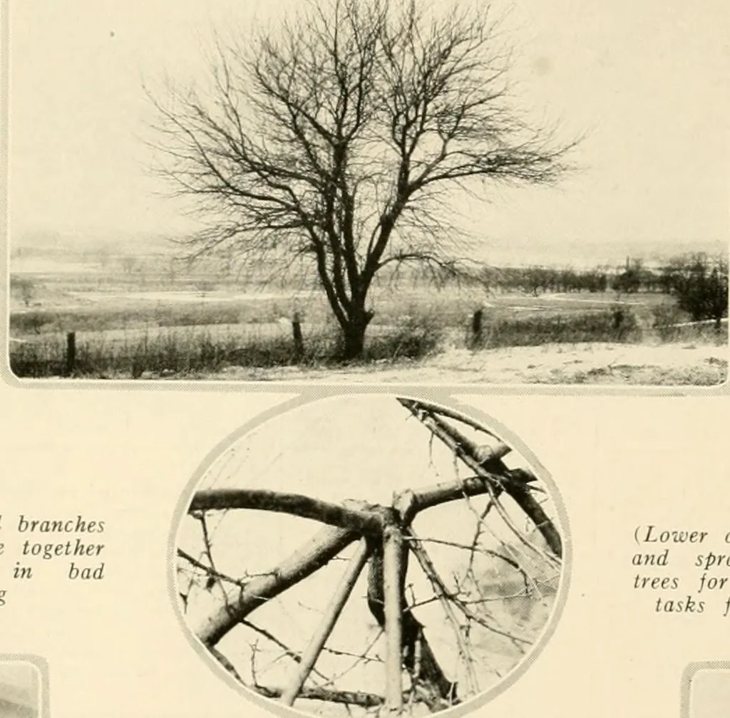 An illustration from House & garden's book of gardens; containing over four hundred illustrations of special flower types, plans and suggestions for landscape work, a complete gardener's calendar of the year's activities, planting and spraying tables, and a portfolio of beautiful gardens in varied sections of the United States and foreign countries, 1921, leaf 113