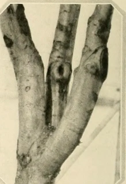 An illustration from House & garden's book of gardens; containing over four hundred illustrations of special flower types, plans and suggestions for landscape work, a complete gardener's calendar of the year's activities, planting and spraying tables, and a portfolio of beautiful gardens in varied sections of the United States and foreign countries, 1921, leaf 113