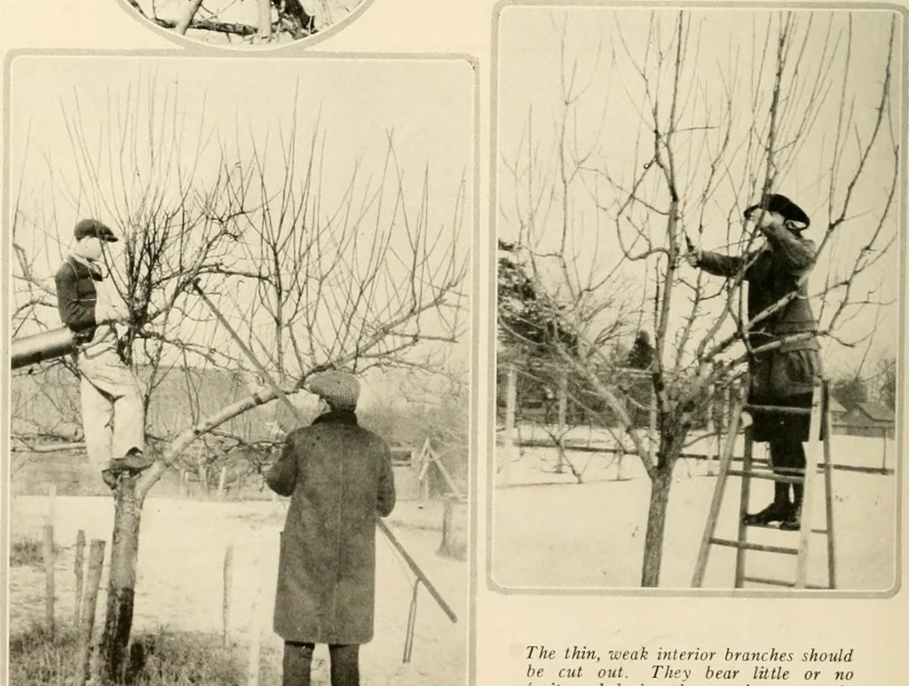 An illustration from House & garden's book of gardens; containing over four hundred illustrations of special flower types, plans and suggestions for landscape work, a complete gardener's calendar of the year's activities, planting and spraying tables, and a portfolio of beautiful gardens in varied sections of the United States and foreign countries, 1921, leaf 113