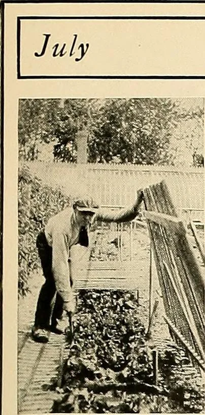 An illustration from House & garden's book of gardens; containing over four hundred illustrations of special flower types, plans and suggestions for landscape work, a complete gardener's calendar of the year's activities, planting and spraying tables, and a portfolio of beautiful gardens in varied sections of the United States and foreign countries, 1921, leaf 114