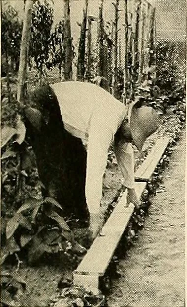 An illustration from House & garden's book of gardens; containing over four hundred illustrations of special flower types, plans and suggestions for landscape work, a complete gardener's calendar of the year's activities, planting and spraying tables, and a portfolio of beautiful gardens in varied sections of the United States and foreign countries, 1921, leaf 114