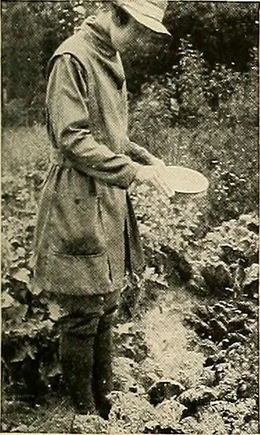 An illustration from House & garden's book of gardens; containing over four hundred illustrations of special flower types, plans and suggestions for landscape work, a complete gardener's calendar of the year's activities, planting and spraying tables, and a portfolio of beautiful gardens in varied sections of the United States and foreign countries, 1921, leaf 114