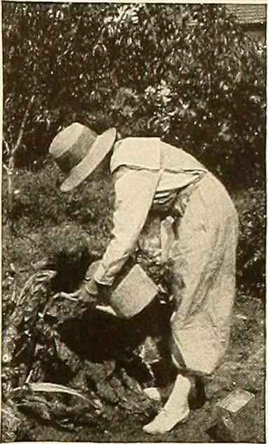 An illustration from House & garden's book of gardens; containing over four hundred illustrations of special flower types, plans and suggestions for landscape work, a complete gardener's calendar of the year's activities, planting and spraying tables, and a portfolio of beautiful gardens in varied sections of the United States and foreign countries, 1921, leaf 114