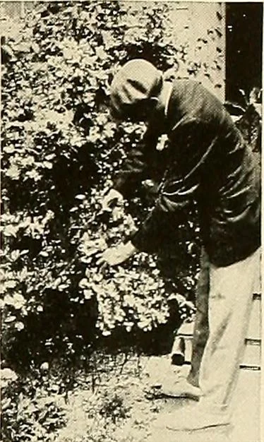 An illustration from House & garden's book of gardens; containing over four hundred illustrations of special flower types, plans and suggestions for landscape work, a complete gardener's calendar of the year's activities, planting and spraying tables, and a portfolio of beautiful gardens in varied sections of the United States and foreign countries, 1921, leaf 114
