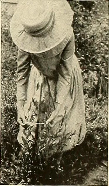 An illustration from House & garden's book of gardens; containing over four hundred illustrations of special flower types, plans and suggestions for landscape work, a complete gardener's calendar of the year's activities, planting and spraying tables, and a portfolio of beautiful gardens in varied sections of the United States and foreign countries, 1921, leaf 114