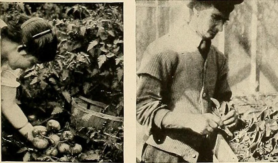 An illustration from House & garden's book of gardens; containing over four hundred illustrations of special flower types, plans and suggestions for landscape work, a complete gardener's calendar of the year's activities, planting and spraying tables, and a portfolio of beautiful gardens in varied sections of the United States and foreign countries, 1921, leaf 114