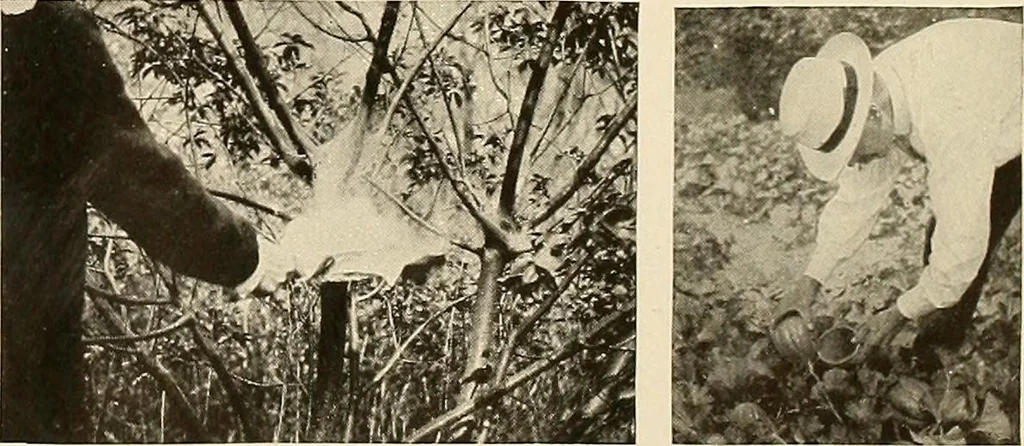 An illustration from House & garden's book of gardens; containing over four hundred illustrations of special flower types, plans and suggestions for landscape work, a complete gardener's calendar of the year's activities, planting and spraying tables, and a portfolio of beautiful gardens in varied sections of the United States and foreign countries, 1921, leaf 114