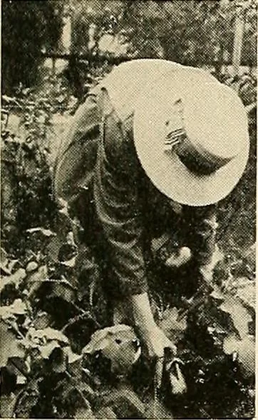 An illustration from House & garden's book of gardens; containing over four hundred illustrations of special flower types, plans and suggestions for landscape work, a complete gardener's calendar of the year's activities, planting and spraying tables, and a portfolio of beautiful gardens in varied sections of the United States and foreign countries, 1921, leaf 116