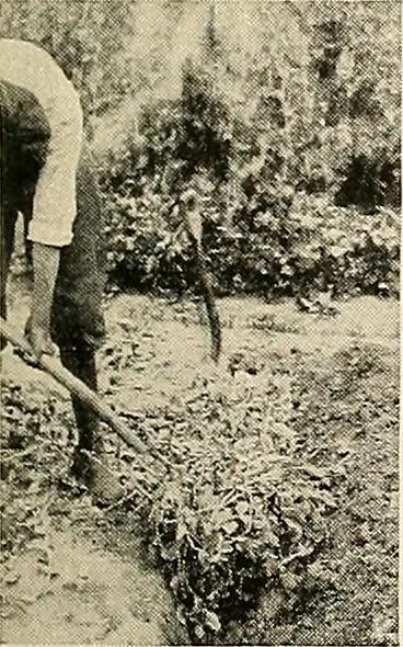 An illustration from House & garden's book of gardens; containing over four hundred illustrations of special flower types, plans and suggestions for landscape work, a complete gardener's calendar of the year's activities, planting and spraying tables, and a portfolio of beautiful gardens in varied sections of the United States and foreign countries, 1921, leaf 116