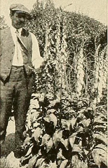 An illustration from House & garden's book of gardens; containing over four hundred illustrations of special flower types, plans and suggestions for landscape work, a complete gardener's calendar of the year's activities, planting and spraying tables, and a portfolio of beautiful gardens in varied sections of the United States and foreign countries, 1921, leaf 116