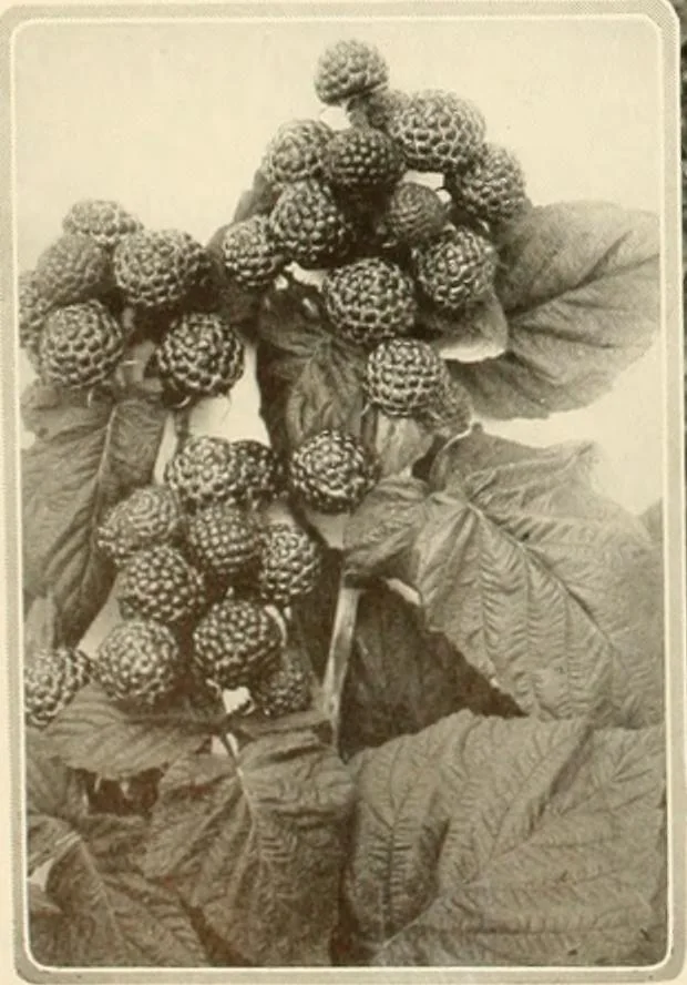 An illustration from House & garden's book of gardens; containing over four hundred illustrations of special flower types, plans and suggestions for landscape work, a complete gardener's calendar of the year's activities, planting and spraying tables, and a portfolio of beautiful gardens in varied sections of the United States and foreign countries, 1921, leaf 117