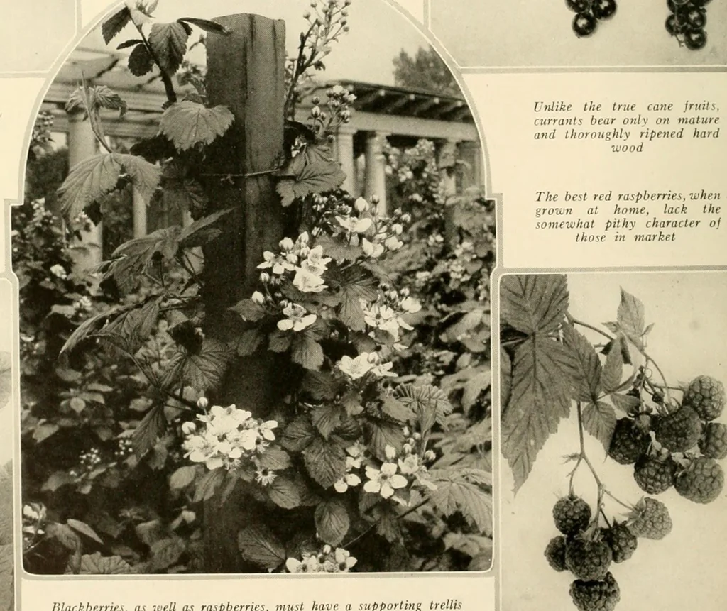 An illustration from House & garden's book of gardens; containing over four hundred illustrations of special flower types, plans and suggestions for landscape work, a complete gardener's calendar of the year's activities, planting and spraying tables, and a portfolio of beautiful gardens in varied sections of the United States and foreign countries, 1921, leaf 117