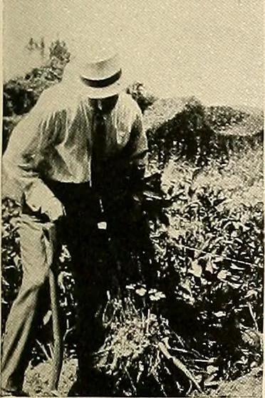 An illustration from House & garden's book of gardens; containing over four hundred illustrations of special flower types, plans and suggestions for landscape work, a complete gardener's calendar of the year's activities, planting and spraying tables, and a portfolio of beautiful gardens in varied sections of the United States and foreign countries, 1921, leaf 118