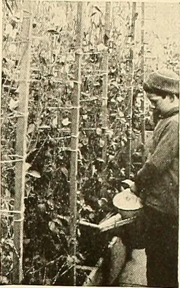 An illustration from House & garden's book of gardens; containing over four hundred illustrations of special flower types, plans and suggestions for landscape work, a complete gardener's calendar of the year's activities, planting and spraying tables, and a portfolio of beautiful gardens in varied sections of the United States and foreign countries, 1921, leaf 118