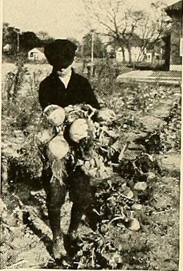 An illustration from House & garden's book of gardens; containing over four hundred illustrations of special flower types, plans and suggestions for landscape work, a complete gardener's calendar of the year's activities, planting and spraying tables, and a portfolio of beautiful gardens in varied sections of the United States and foreign countries, 1921, leaf 118