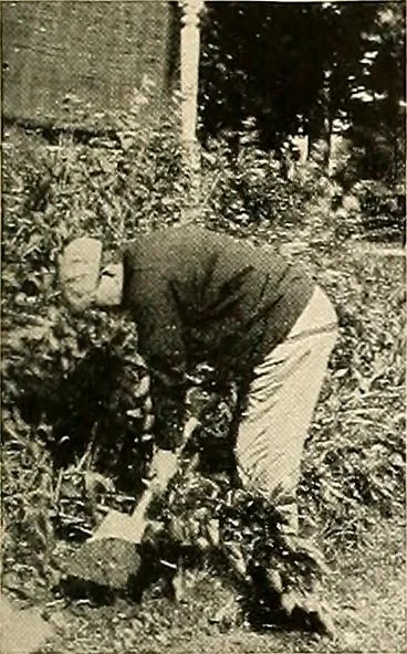 An illustration from House & garden's book of gardens; containing over four hundred illustrations of special flower types, plans and suggestions for landscape work, a complete gardener's calendar of the year's activities, planting and spraying tables, and a portfolio of beautiful gardens in varied sections of the United States and foreign countries, 1921, leaf 120