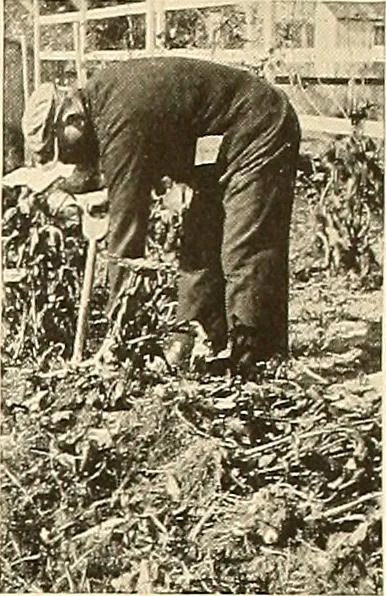 An illustration from House & garden's book of gardens; containing over four hundred illustrations of special flower types, plans and suggestions for landscape work, a complete gardener's calendar of the year's activities, planting and spraying tables, and a portfolio of beautiful gardens in varied sections of the United States and foreign countries, 1921, leaf 120