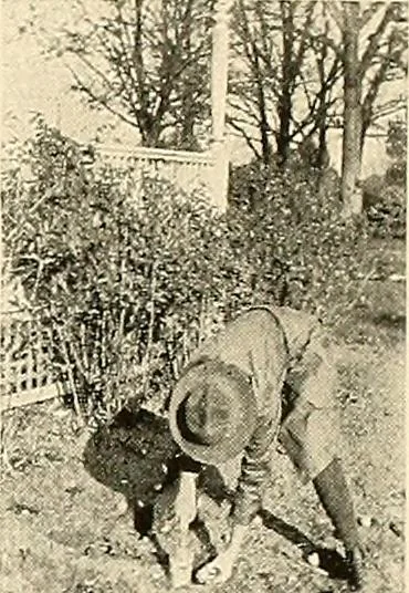 An illustration from House & garden's book of gardens; containing over four hundred illustrations of special flower types, plans and suggestions for landscape work, a complete gardener's calendar of the year's activities, planting and spraying tables, and a portfolio of beautiful gardens in varied sections of the United States and foreign countries, 1921, leaf 120