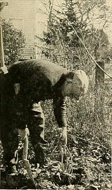 An illustration from House & garden's book of gardens; containing over four hundred illustrations of special flower types, plans and suggestions for landscape work, a complete gardener's calendar of the year's activities, planting and spraying tables, and a portfolio of beautiful gardens in varied sections of the United States and foreign countries, 1921, leaf 122
