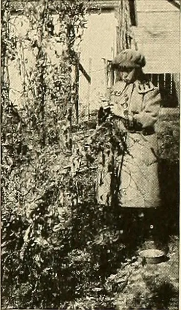 An illustration from House & garden's book of gardens; containing over four hundred illustrations of special flower types, plans and suggestions for landscape work, a complete gardener's calendar of the year's activities, planting and spraying tables, and a portfolio of beautiful gardens in varied sections of the United States and foreign countries, 1921, leaf 122