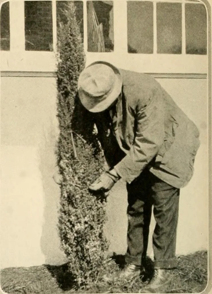 An illustration from House & garden's book of gardens; containing over four hundred illustrations of special flower types, plans and suggestions for landscape work, a complete gardener's calendar of the year's activities, planting and spraying tables, and a portfolio of beautiful gardens in varied sections of the United States and foreign countries, 1921, leaf 123