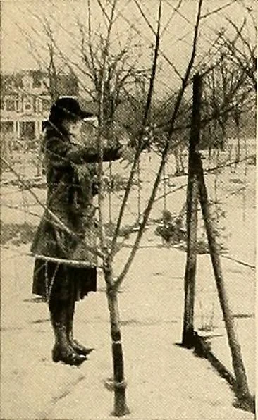An illustration from House & garden's book of gardens; containing over four hundred illustrations of special flower types, plans and suggestions for landscape work, a complete gardener's calendar of the year's activities, planting and spraying tables, and a portfolio of beautiful gardens in varied sections of the United States and foreign countries, 1921, leaf 124
