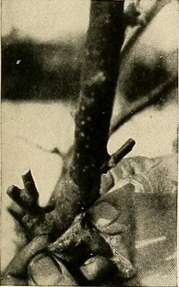 An illustration from House & garden's book of gardens; containing over four hundred illustrations of special flower types, plans and suggestions for landscape work, a complete gardener's calendar of the year's activities, planting and spraying tables, and a portfolio of beautiful gardens in varied sections of the United States and foreign countries, 1921, leaf 124