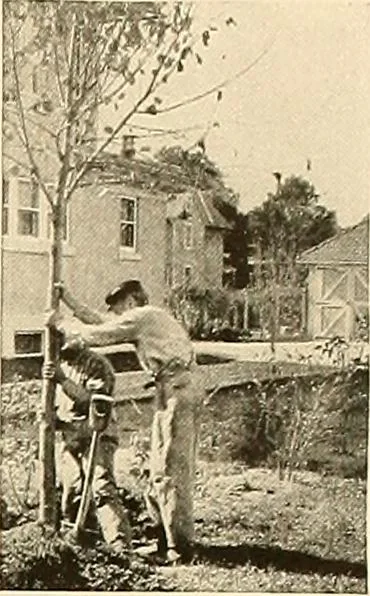 An illustration from House & garden's book of gardens; containing over four hundred illustrations of special flower types, plans and suggestions for landscape work, a complete gardener's calendar of the year's activities, planting and spraying tables, and a portfolio of beautiful gardens in varied sections of the United States and foreign countries, 1921, leaf 124