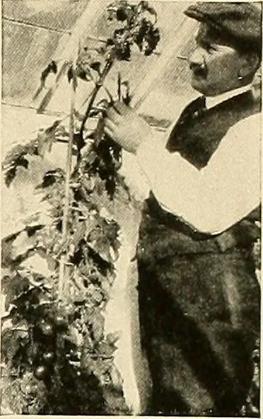 An illustration from House & garden's book of gardens; containing over four hundred illustrations of special flower types, plans and suggestions for landscape work, a complete gardener's calendar of the year's activities, planting and spraying tables, and a portfolio of beautiful gardens in varied sections of the United States and foreign countries, 1921, leaf 124