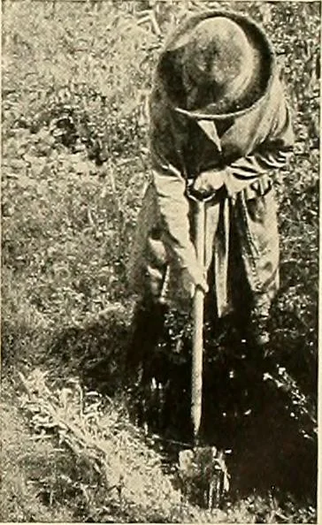 An illustration from House & garden's book of gardens; containing over four hundred illustrations of special flower types, plans and suggestions for landscape work, a complete gardener's calendar of the year's activities, planting and spraying tables, and a portfolio of beautiful gardens in varied sections of the United States and foreign countries, 1921, leaf 124
