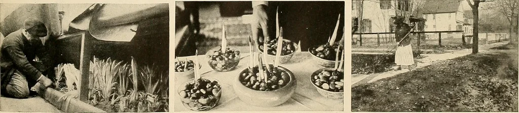 An illustration from House & garden's book of gardens; containing over four hundred illustrations of special flower types, plans and suggestions for landscape work, a complete gardener's calendar of the year's activities, planting and spraying tables, and a portfolio of beautiful gardens in varied sections of the United States and foreign countries, 1921, leaf 124
