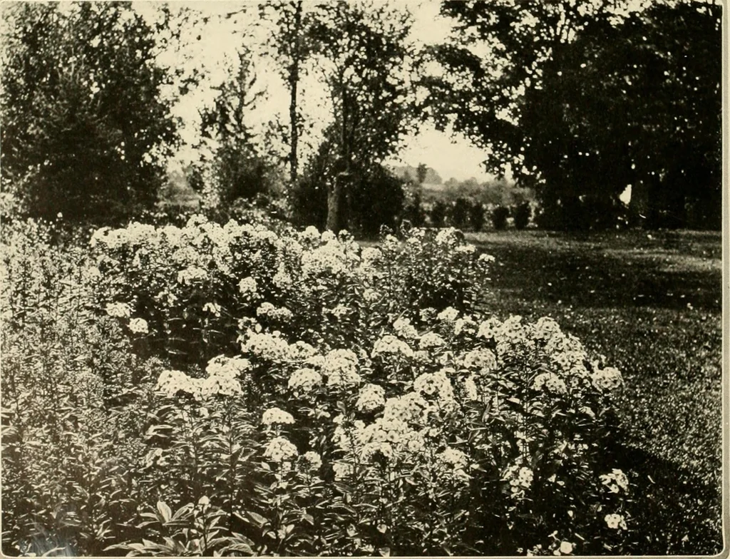 An illustration from House & garden's book of gardens; containing over four hundred illustrations of special flower types, plans and suggestions for landscape work, a complete gardener's calendar of the year's activities, planting and spraying tables, and a portfolio of beautiful gardens in varied sections of the United States and foreign countries, 1921, leaf 13