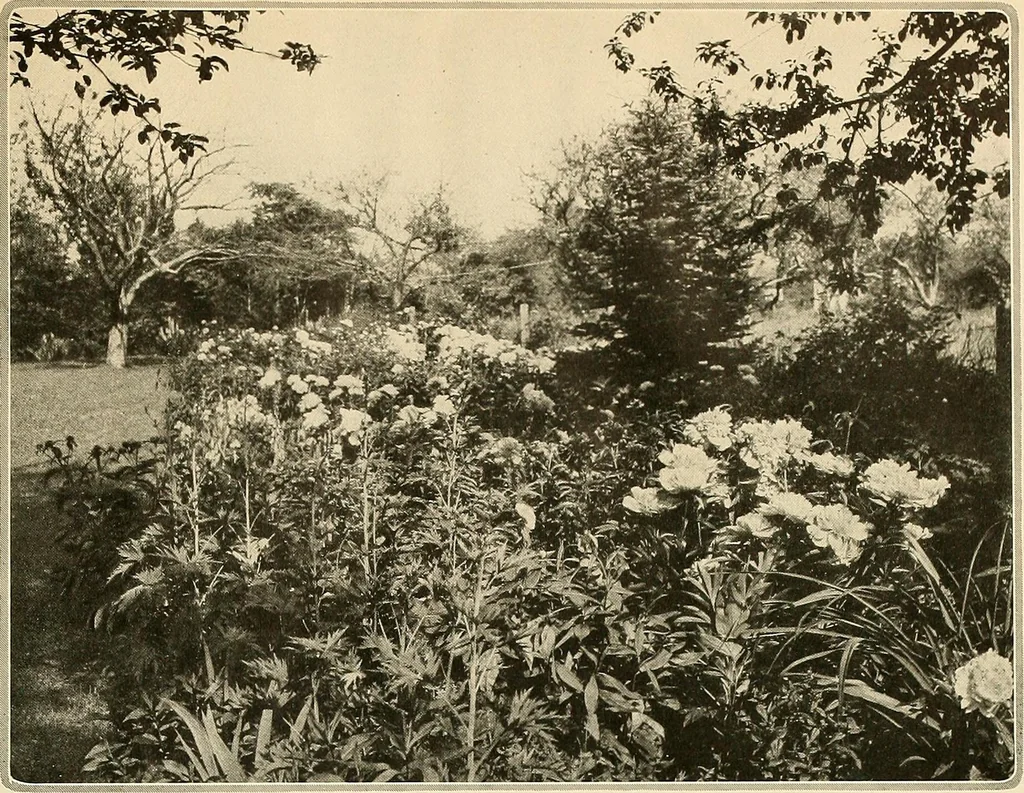 An illustration from House & garden's book of gardens; containing over four hundred illustrations of special flower types, plans and suggestions for landscape work, a complete gardener's calendar of the year's activities, planting and spraying tables, and a portfolio of beautiful gardens in varied sections of the United States and foreign countries, 1921, leaf 14