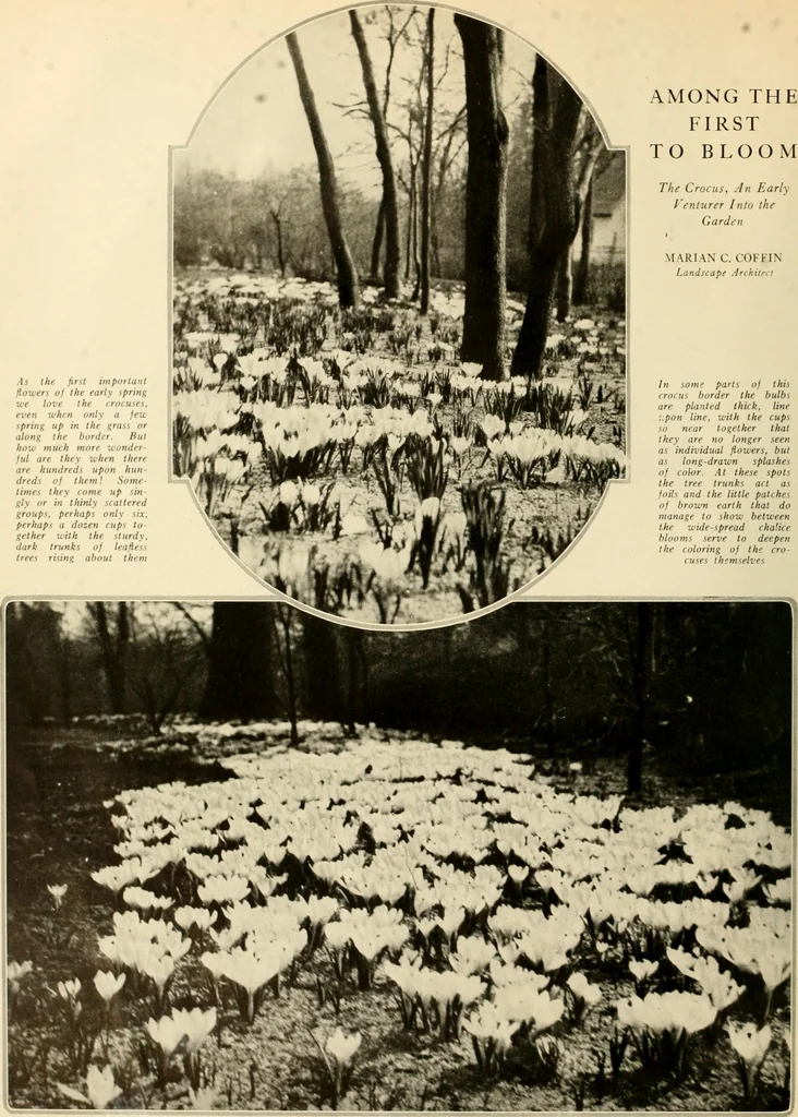 An illustration from House & garden's book of gardens; containing over four hundred illustrations of special flower types, plans and suggestions for landscape work, a complete gardener's calendar of the year's activities, planting and spraying tables, and a portfolio of beautiful gardens in varied sections of the United States and foreign countries, 1921, leaf 15