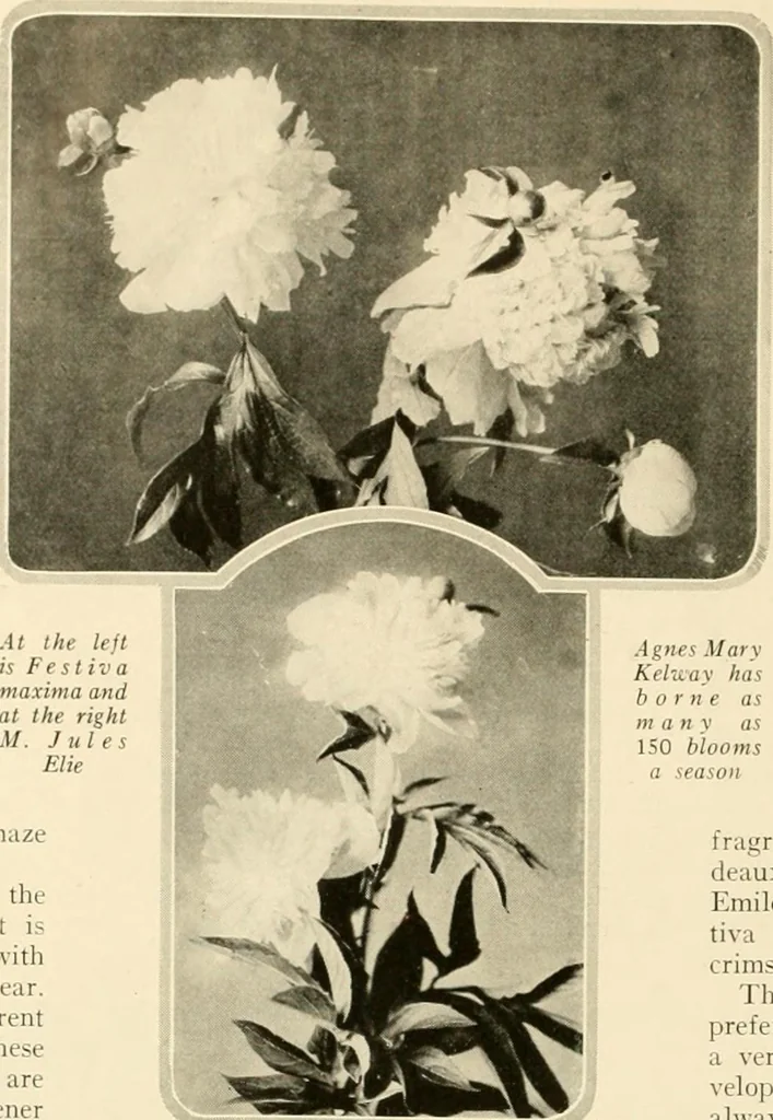 An illustration from House & garden's book of gardens; containing over four hundred illustrations of special flower types, plans and suggestions for landscape work, a complete gardener's calendar of the year's activities, planting and spraying tables, and a portfolio of beautiful gardens in varied sections of the United States and foreign countries, 1921, leaf 19