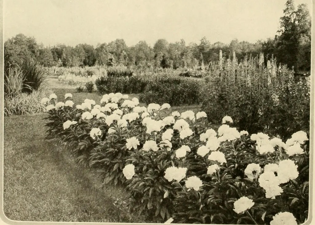 An illustration from House & garden's book of gardens; containing over four hundred illustrations of special flower types, plans and suggestions for landscape work, a complete gardener's calendar of the year's activities, planting and spraying tables, and a portfolio of beautiful gardens in varied sections of the United States and foreign countries, 1921, leaf 19